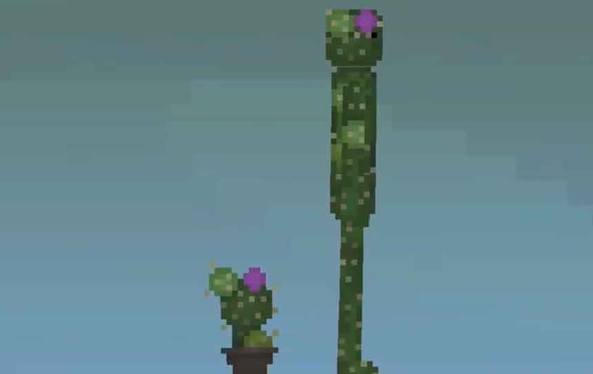 cactus 1