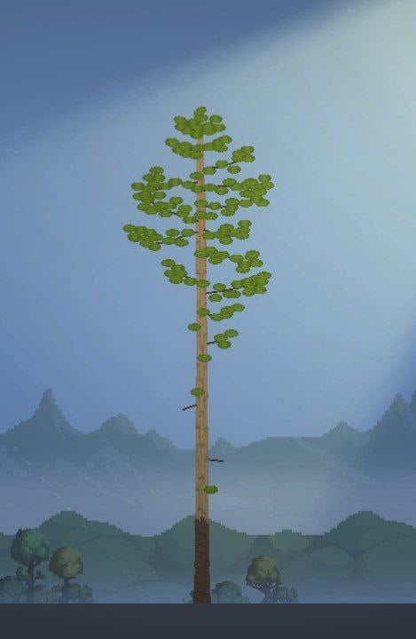 pine 1